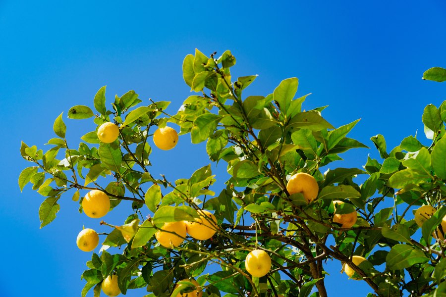 The Lemon Tree and&nbsp;Life